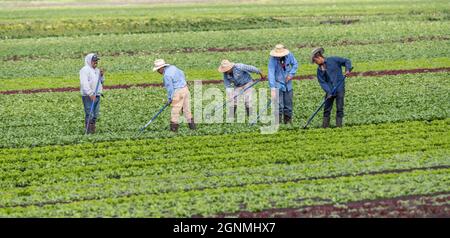 Victoria British Columbia, Kanada- 08/03/2021 : Wanderarbeiter pflücken Lebensmittelpflanzen und neigen zu einem Bauernfeld. Stockfoto