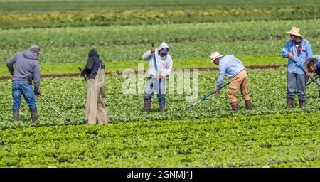 Victoria British Columbia, Kanada- 08/03/2021 : Wanderarbeiter pflücken Lebensmittelpflanzen und neigen zu einem Bauernfeld. Stockfoto