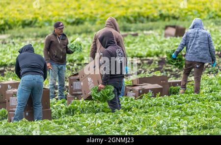 Victoria British Columbia, Kanada- 08/03/2021 : Wanderarbeiter pflücken Lebensmittelpflanzen und neigen zu einem Bauernfeld. Stockfoto