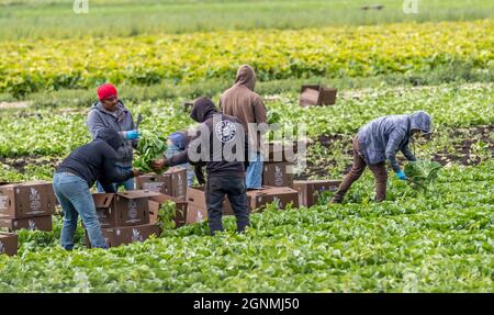 Victoria British Columbia, Kanada- 08/03/2021 : Wanderarbeiter pflücken Lebensmittelpflanzen und neigen zu einem Bauernfeld. Stockfoto