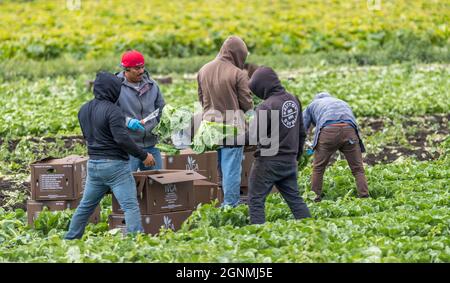 Victoria British Columbia, Kanada- 08/03/2021 : Wanderarbeiter pflücken Lebensmittelpflanzen und neigen zu einem Bauernfeld. Stockfoto