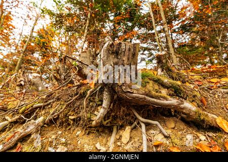 Alter Baumstumpf, der im Herbstwald mit abgefallenen Blättern bestreut wurde Stockfoto