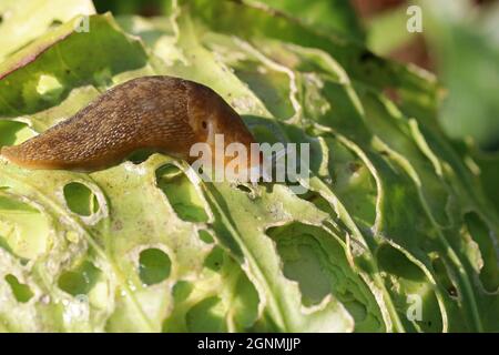 Eine Schnecke, die Kohl auf dem landwirtschaftlichen Feld frisst. Pflanzliche Schädlinge. Selektiver Fokus. Stockfoto