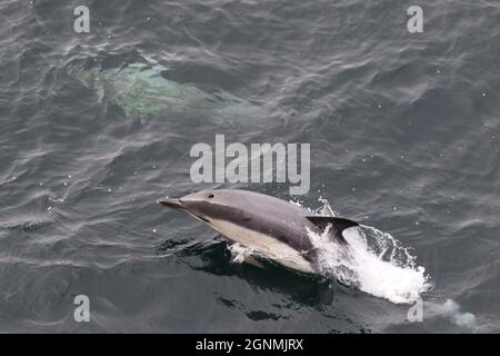 Sequenz 4 - gewöhnlicher Delphin springt in britischen Gewässern Stockfoto