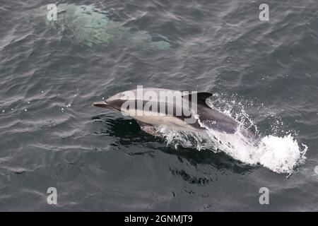 Sequenz 4 - gewöhnlicher Delphin springt in britischen Gewässern Stockfoto