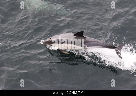 Sequenz 4 - gewöhnlicher Delphin springt in britischen Gewässern Stockfoto