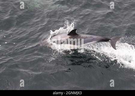 Sequenz 4 - gewöhnlicher Delphin springt in britischen Gewässern Stockfoto