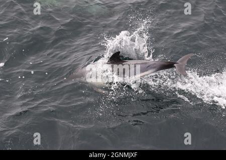 Sequenz 4 - gewöhnlicher Delphin springt in britischen Gewässern Stockfoto