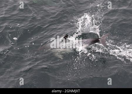 Sequenz 4 - gewöhnlicher Delphin springt in britischen Gewässern Stockfoto