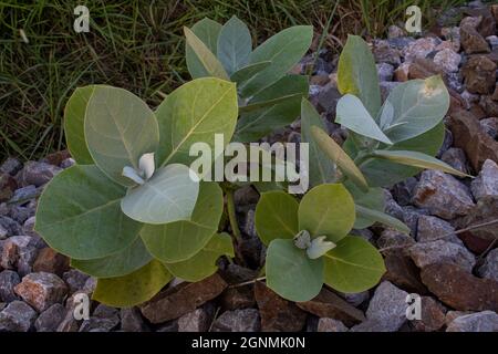 Calotropis procera ist eine blühende Pflanze aus der Familie der Apocynaceae. Die grünen Früchte enthalten einen giftigen milchigen saft, der extrem bitter und Stockfoto