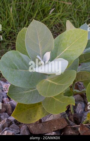 Calotropis procera ist eine blühende Pflanze aus der Familie der Apocynaceae. Die grünen Früchte enthalten einen giftigen milchigen saft, der extrem bitter und Stockfoto