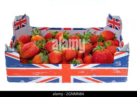 Frische britische Erdbeeren in einer offenen Schachtel - weißer Hintergrund Stockfoto