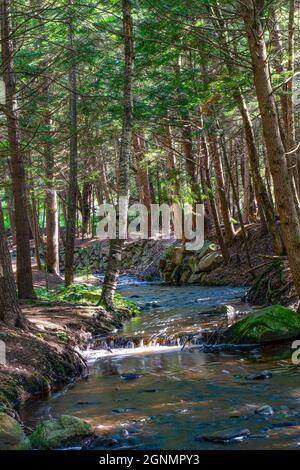 Der Fluss schlängelt sich durch den Otter River State Forest in templeton massachusetts Stockfoto