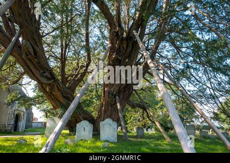 1600 Jahre alte Eibe auf Stützen in Wilmington, E. Sussex, Großbritannien Stockfoto