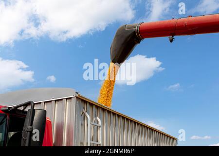 Mähdrescher beladen Maiskörner in Getreide LKW während der Erntezeit. Preiskonzept für Landwirtschaft, Ethanol und Rohstoffmärkte Stockfoto