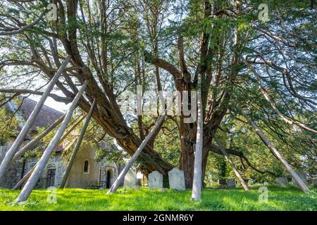 Die 1600 Jahre alte Eibe unterstützt eine TST Mary the Virgin und St Peter Kirche, Wilmington, E. Sussex, Großbritannien. Stockfoto