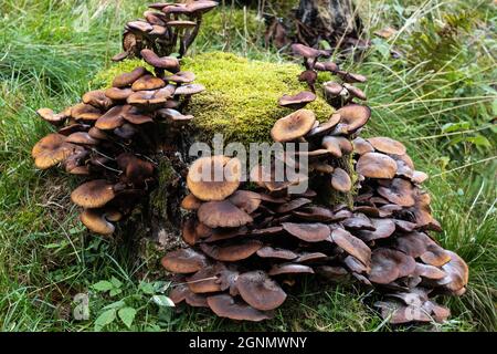 Lactarius rufus, Rufous Milchkappenpilz ist giftig und nicht direkt aus dem Waldboden zu eadabel (Aufnahme 2021 in Ørsta, Norwegen) Stockfoto