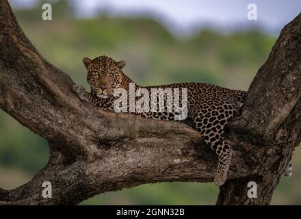 Ein Leopard in der Maasai Mara, Afrika Stockfoto