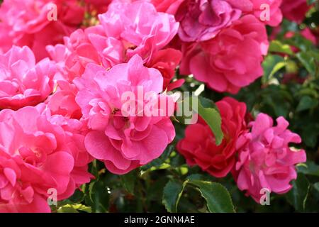 Hinterleuchtete rosa Rosen blühen an einem sonnigen Sommernachmittag. Stockfoto