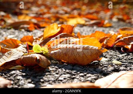 Abgefallene Blätter auf Asphalt. Nahaufnahme der Herbstblätter auf dem Bürgersteig unter Sonnenlicht. Stockfoto