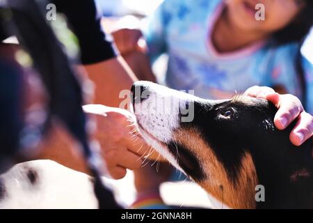 Kinder spielen und streicheln mit niedlichem Hund. Hund sieht menschlich aus mit schönen Augen und voller Liebe. Stockfoto