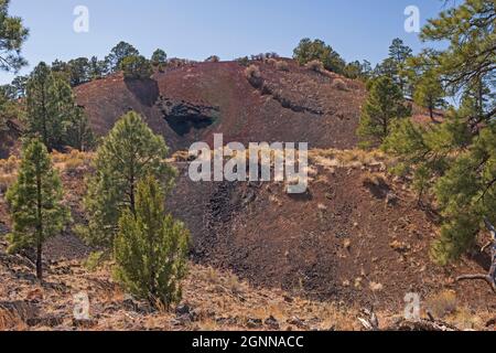 Pflanzenwachstum in den Aschen eines Cinder Cone im El Malpais National Monument in New Mexico Stockfoto