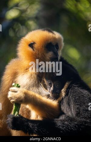 Monkey Family Mutter und Sohn halten und umarmen einander Pflanzenfresser Tier Tierwelt niedlichen Affen kuscheln Stockfoto
