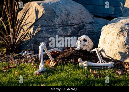 Auf einem Frontrasen werden Kunststoffknochen einer Halloween Skelett Dekoration teilweise in einem Erdhügel von Steinen und abgefallenen Blättern vergraben platziert. Stockfoto