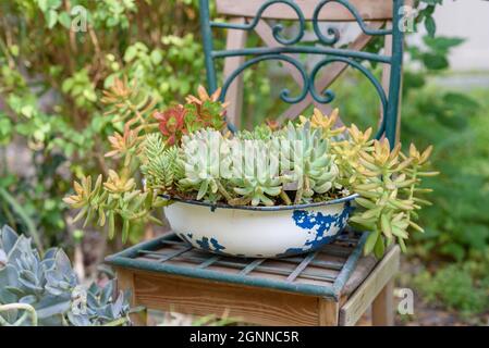 Wiederverwendete Ideen für Gartengestaltung. Altes Becken verwandelt sich in Blumentöpfe im Garten. Recyceltes Gartendesign, diy und ein Lifestyle mit geringem Abfall. Stockfoto