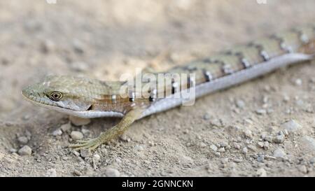 California Alligator Lizard für Erwachsene, Nahaufnahme. Joseph Grant County Park, Santa Clara County, Kalifornien, USA. Stockfoto