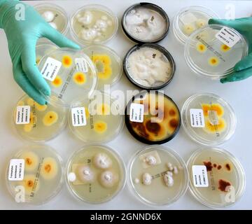 07. September 2022, Sachsen, Mölbis bei Leipzig: Die wissenschaftliche Mitarbeiterin Silke Uhrlaß vergleicht im Labor für Medizinische Mikrobiologie Pilze aus Petrischalen aus Hautproben von Kindern und Jugendlichen aus ganz Deutschland zur Identifizierung verschiedener Hautpilze. Infektionen der Haut und der Kopfhaut durch zoophile Erreger nahmen während der Corona-Epidemie und des Lockdowns signifikant zu. Dies ist auf den Heimtierboom zurückzuführen, einschließlich des Erwerbs von Meerschweinchen, die potenzielle Infektionsquellen für Hautpilze sind. In Zusammenarbeit mit Dermatologen aus Indien, den Niederlanden, Stockfoto