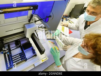 07. September 2022, Sachsen, Mölbis Bei Leipzig: Im Labor für medizinische Mikrobiologie vergleichen Pietro Nenoff (r), Facharzt für Labormedizin und Dermatologe, und Silke Uhrlaß, wissenschaftliche Mitarbeiterin, an einem Pipettiergerät PCR-Tests von Hautproben von Kindern und Jugendlichen aus ganz Deutschland zur Identifizierung verschiedener Hautpilze. Infektionen der Haut und der Kopfhaut durch zoophile Erreger haben sich während der Corona-Epidemie und des Lockdowns signifikant erhöht. Dies ist auf den Heimtierboom zurückzuführen, einschließlich des Erwerbs von Meerschweinchen, die potenzielle Infektionsquellen für die Haut sind Stockfoto