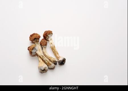 Mikrodosierkonzept. Trockene Psilocybin-Pilze auf weißem Hintergrund. Psychedelisch, überwältigend, magischer Pilz. Medizinische Verwendung. Stockfoto