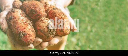 Kartoffeln ernten in den Händen der alten Frau. Banner. Stockfoto