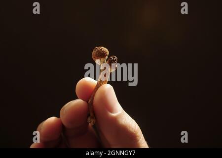 Psilocybin-Pilze in der Hand des Mannes auf schwarzem Hintergrund. Psychedelische Magie Golden Teacher Pilze. Medizinische Verwendung. Mikrodosierkonzept. Stockfoto