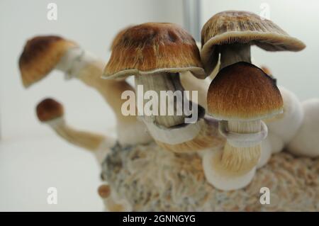 Mycel Block von Psilocybin psychedelischer Pilze Golden Teacher. Heimzucht von Psilocybe Cubensis Pilzen auf weißem Hintergrund. Makroansicht, schließen Stockfoto