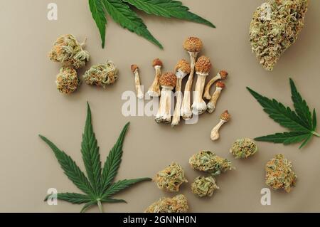 Psychedelischer Ausflug, CBD-Erholung. Mikrodosierkonzept. Getrocknete Psilocybe-Pilze und Cannabisknospen auf Elfenbeingrund. Stockfoto