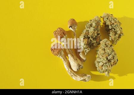 Psychedelischer Ausflug, CBD-Erholung. Getrocknete Psilocybe-Pilze und Marihuanaknospen auf gelbem Hintergrund. Mikrodosierkonzept. Stockfoto