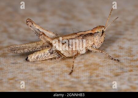 Ausgewachsene, schräg gesichtige Grasshopper der Gattung „Oshulella“ Stockfoto