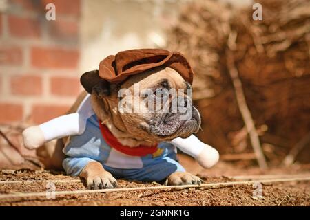 Der französische Bulldogge trägt ein Halloween Cowboy Ganzkörperkostüm mit gefälschten Armen, die vor dem Heuballen liegen Stockfoto