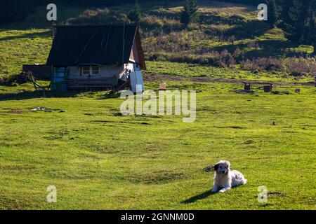 Niedliche Schäferhund in der Nähe der Hirten Schuppen. Weißes Tier auf dem Gras Stockfoto