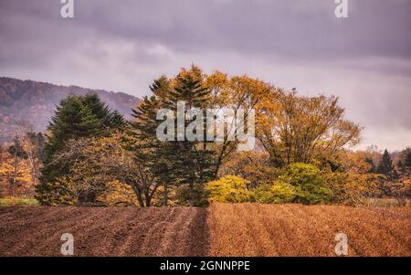 Eine kleine Gruppe von Herbstbäumen hinter geernteten Feldern. Eine Hälfte des Holzes hat goldene Blätter, eine Hälfte grüne Blätter. Natürliches Phänomen. Stockfoto