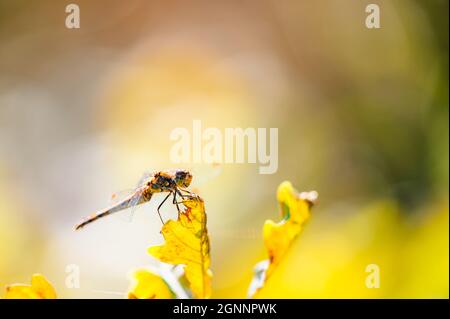 Kleine süße Libelle der gemeine Schmarrling (Sympetrum striolatum) sitzt auf einem Ast mit einem Blatt. Herbstfarben auf dem Hintergrund. Stockfoto