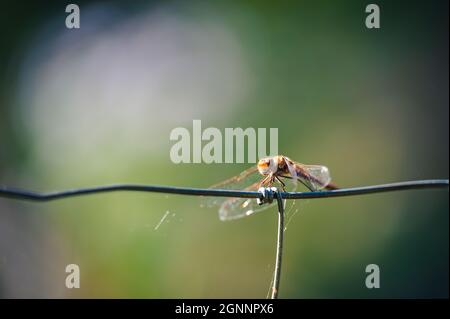 Kleine süße Libelle der gemeine Schmarrling (Sympetrum striolatum) sitzt auf einem Ast mit einem Blatt. Herbstfarben auf dem Hintergrund. Stockfoto