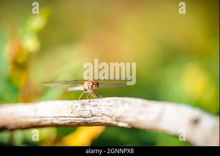 Kleine süße Libelle der gemeine Darter (Sympetrum striolatum) sitzt auf einem Ast. Herbstfarben auf dem Hintergrund. Stockfoto