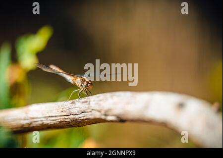 Kleine süße Libelle der gemeine Darter (Sympetrum striolatum) sitzt auf einem Ast. Herbstfarben auf dem Hintergrund. Stockfoto