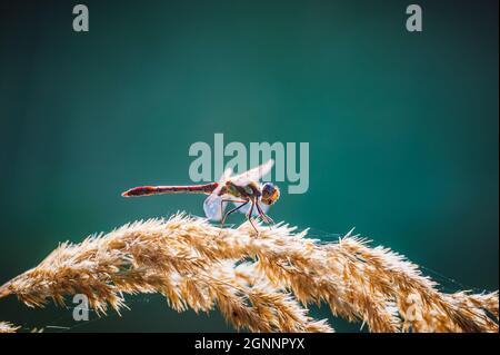 Kleine süße Libelle der gemeine Schmarrling (Sympetrum striolatum) sitzt auf einem Ast mit einem Blatt. Herbstfarben auf dem Hintergrund. Stockfoto