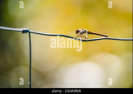 Kleine süße Libelle der gemeine Schmarrling (Sympetrum striolatum) sitzt auf einem Ast mit einem Blatt. Herbstfarben auf dem Hintergrund. Stockfoto