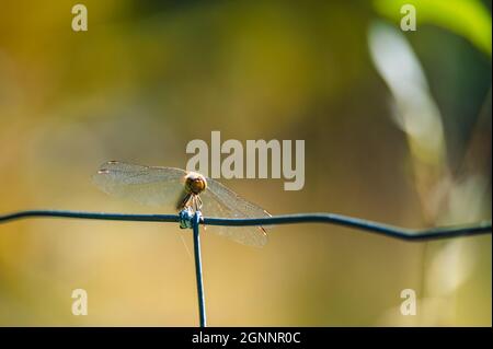 Kleine süße Libelle der gemeine Schmarrling (Sympetrum striolatum) sitzt auf einem Ast mit einem Blatt. Herbstfarben auf dem Hintergrund. Stockfoto