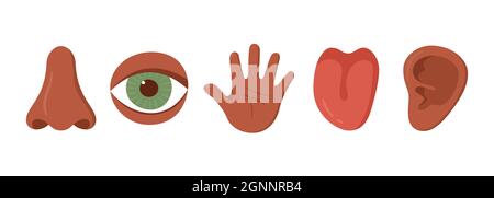Organset der fünf menschlichen Sinne. afroamerikaner. Nase, Ohr, Hand, Zunge, Auge. Sensorische Organe eingestellt. Sehen, hören, fühlen, riechen und schmecken. Vecor Stock Vektor